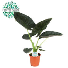 Kamerplant - Alocasia Regal Shield - Pot Ø 21cm Hoogte ↕ 90cm