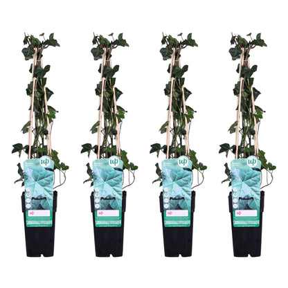 Buitenplant 4x Hedera hibernica - Pot Ø 15cm Hoogte ↕ 65cm
