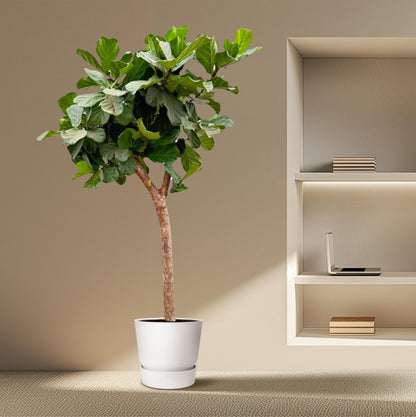 Kamerplant - Ficus Lyrata - Hoogte ↕ 30 - 230cm