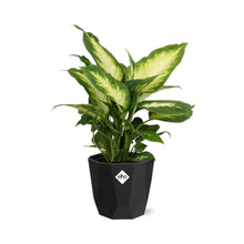 Kamerplant - Dieffenbachia 'Camilla' - Pot Ø 14cm