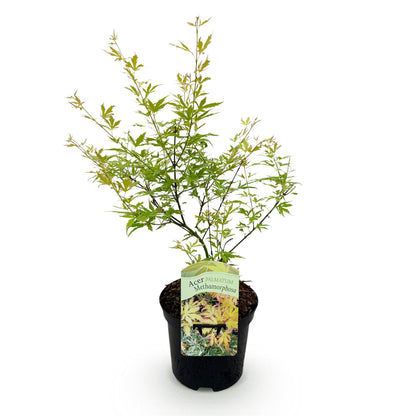 Buitenplant Acer palmatum 'Metamorphosa' - Japanse Esdoorn Groen - Bladverliezend - Pot Ø 19cm Hoogte ↕ 70cm