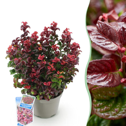 Buitenplant - Leucothoe Curly Red - Groenblijvend - Pot Ø 17cm Hoogte ↕ 40cm