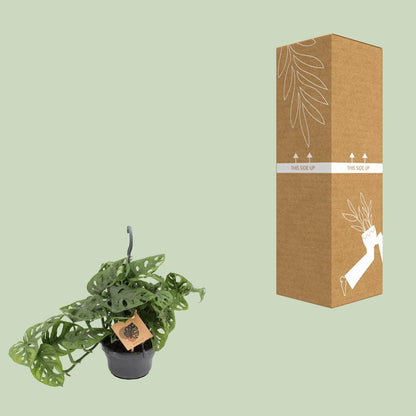 Kamerplant - Monstera Monkey - Pot Ø 14cm Hoogte ↕ 30cm