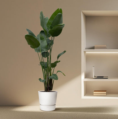 XL plant - Strelitzia Nicolai - Pot Ø 34-50cm Hoogte ↕ 250cm
