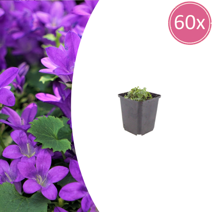 Buitenplant 60x Campanula portenschlagiana - Bloeiend - Pot Ø 9cm Hoogte ↕ 10-25cm