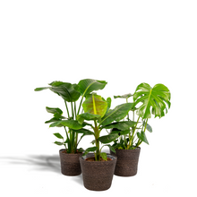 Kamerplant Set - Monstera Deliciosa + Musa Dwarf Cavendish + Strelitzia Nicolai + Mand Igmar