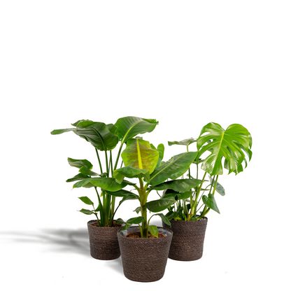 Kamerplant Set - Monstera Deliciosa + Musa Dwarf Cavendish + Strelitzia Nicolai + Mand Igmar