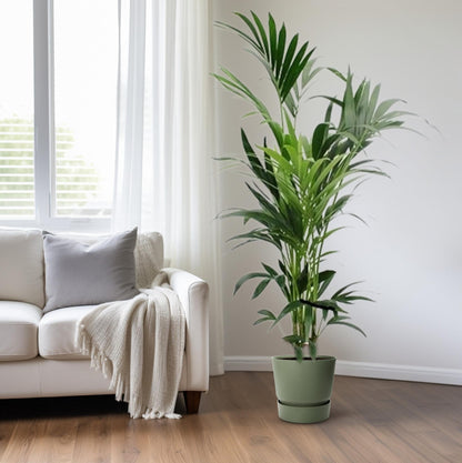XL kamerplant - Howea - Pot Ø 24cm Hoogte ↕ 170cm