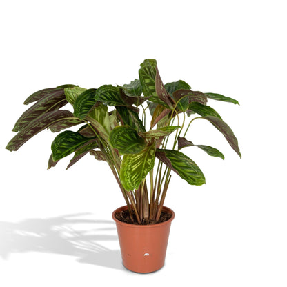 Kamerplant - Calathea Flamestar - Pot Ø 19cm Hoogte ↕ 75cm