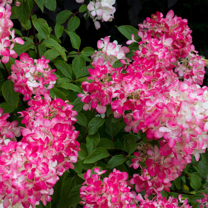 Buitenplant 3x Hydrangea panniculata 'Pink Diamond' - Bloeiend - Pot Ø 17cm Hoogte ↕ 50cm
