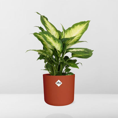Kamerplant - Dieffenbachia 'Camilla' - Pot Ø 14cm