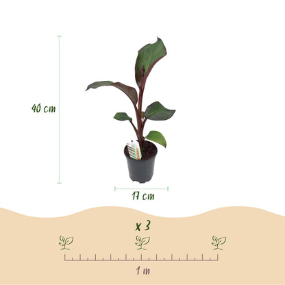 Buitenplant 6x Ensete ventricosum Maurelli - Winterhard - Pot Ø 17cm Hoogte ↕ 40cm