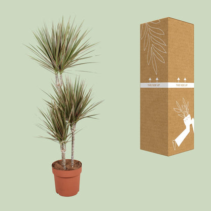 XL kamerplant - Dracaena Bicolor - Pot Ø 21cm Hoogte ↕ 120cm