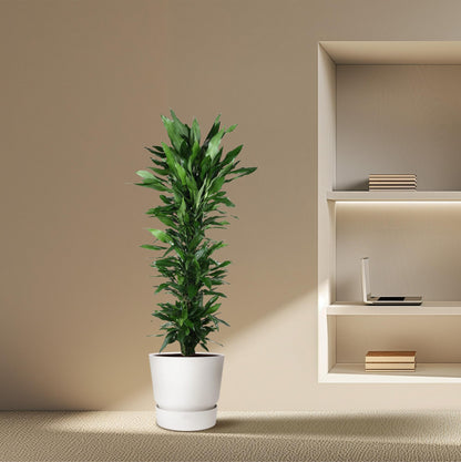 Kamerplant - Dracaena Janet Lind vertakt - Pot Ø 34cm Hoogte ↕ 170cm