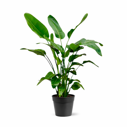 Kamerplant - Strelitzia Nicolai - Hoogte ↕ 35-250cm