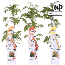 Buitenplant 3x Campsis Summer Deal - Bloeiend - Pot Ø 15cm Hoogte ↕ 65cm