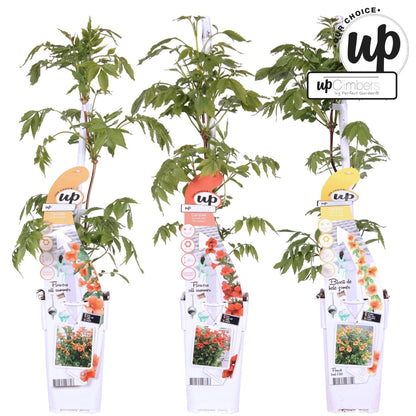 Buitenplant 3x Campsis Summer Deal - Bloeiend - Pot Ø 15cm Hoogte ↕ 65cm