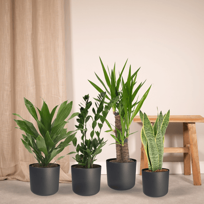 Kamerplant - Makkelijke plantenbox - 4 kamerplanten - Diverse hoogtes - Pot Ø 14-17cm