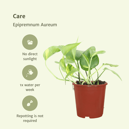 Kamerplant 2x Epipremnum Aureum - Pot Ø 12cm Hoogte ↕ 20cm