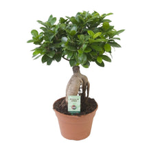 Kamerplant - Ficus Ginseng - Pot Ø 17cm Hoogte ↕ 40cm