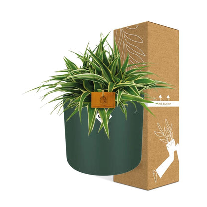 Kamerplant - Chlorophytum Ocean - Pot Ø 16cm Hoogte ↕ 15cm