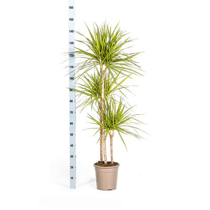Kamerplant - Dracaena Marginata Sunray - Pot Ø 24cm Hoogte ↕ 130-150cm