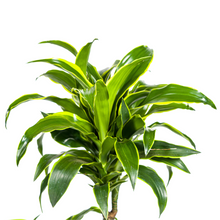 Kamerplant - Dracaena Deremensis Dorado - Pot Ø 21cm Hoogte ↕ 100-120cm