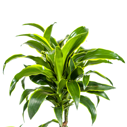 Kamerplant - Dracaena Deremensis Dorado - Pot Ø 21cm Hoogte ↕ 100-120cm