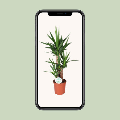 Kamerplant - Yucca - Pot Ø 21cm Hoogte ↕ 90cm