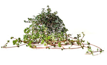 Kamerplant - Pilea Glaucophylla - Pot Ø 11cm Hoogte ↕ 15cm