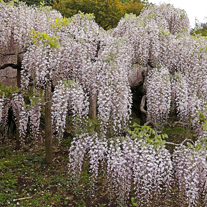 Buitenplant - Wisteria floribunda 'Rosea' - Bloeiend - Pot Ø 11cm Hoogte ↕ 40cm
