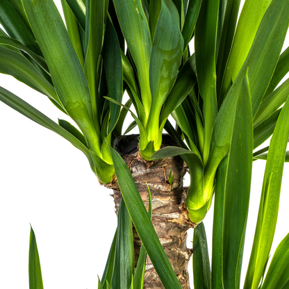 XL kamerplant - Yucca Elephantipes - Pot Ø 21cm Hoogte ↕ 90-110cm