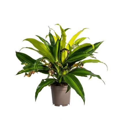 Kamerplant - Mixed Combo - Pot Ø 17cm Hoogte ↕ 55-65cm