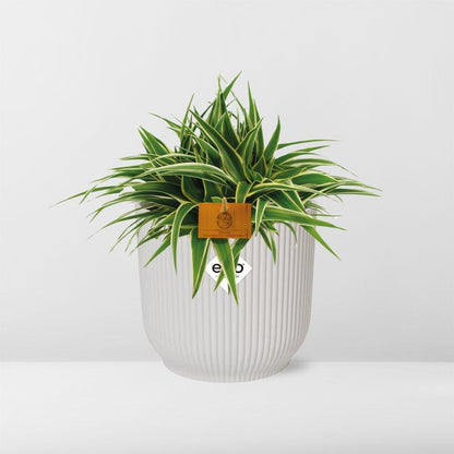 Kamerplant - Chlorophytum Ocean - Pot Ø 16cm Hoogte ↕ 15cm