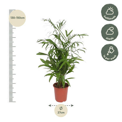 Kamerplant - Chamaedorea Seifrizii - Luchtzuiverend - Pot Ø 27cm Hoogte ↕ 140cm