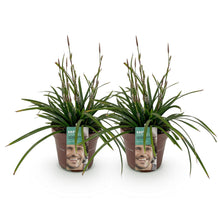 Buitenplant 2x Carex morrowii 'Irish Green' - Bladhoudend - Pot Ø 17cm Hoogte ↕ 50cm