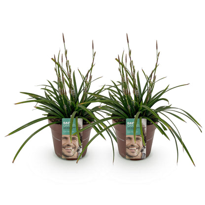 Buitenplant 2x Carex morrowii 'Irish Green' - Bladhoudend - Pot Ø 17cm Hoogte ↕ 50cm