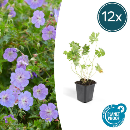 Buitenplant 12x Geranium Rozanne - Bloeiend - Pot Ø 9cm Hoogte ↕ 10-25cm