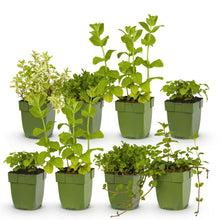 Buitenplant 8x Borderpakket Thee & Kruiden - Weinig onderhoud - Pot Ø 11cm Hoogte ↕ 10-25cm