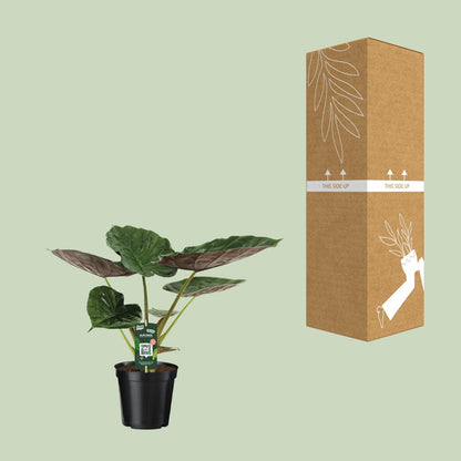 Kamerplant - Alocasia Wentii - Olifantsoor - Pot Ø 19cm Hoogte ↕ 70cm
