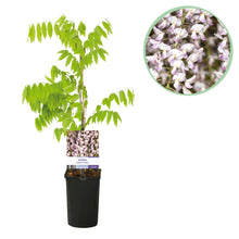 Buitenplant - Wisteria floribunda 'Rosea' - Bloeiend - Pot Ø 11cm Hoogte ↕ 40cm