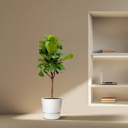 XL Kamerplant - Ficus Lyrata Boom - Pot Ø 30cm Hoogte ↕ 180cm