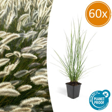Buitenplant 60x Pennisetum alopecuroides 'Hameln' - Pot Ø 9cm Hoogte ↕ 10-25cm