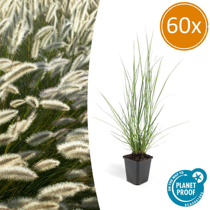 Buitenplant 60x Pennisetum alopecuroides 'Hameln' - Pot Ø 9cm Hoogte ↕ 10-25cm