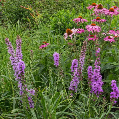 Buitenplant 24x Borderpakket Bijen- en Vlinderlokkend - Weinig onderhoud - Pot Ø 11cm Hoogte ↕ 10-25cm