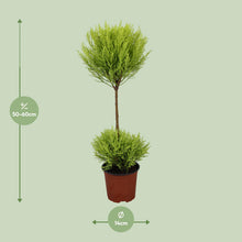 Kamerplant - Cupressus Goldcrest Wilma - Pot Ø 14cm Hoogte ↕ 60cm