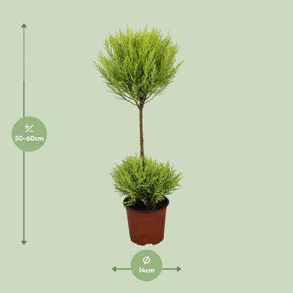 Kamerplant - Cupressus Goldcrest Wilma - Pot Ø 14cm Hoogte ↕ 60cm