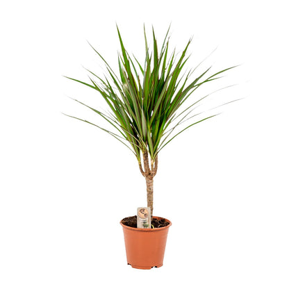 Kamerplant - Dracaena Marginata - Pot Ø 14cm Hoogte ↕ 60cm