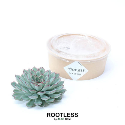 Kamerplant - ROOTLESS Succulent Echeveria Pulidonis - Pot Ø 12-14cm Hoogte ↕ 5cm