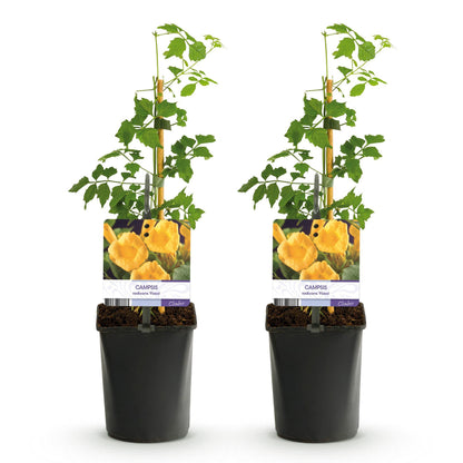 Buitenplant 2x Campsis radicans 'Flava' - Klimplant - Bloeiend - Pot Ø 11cm Hoogte ↕ 40cm